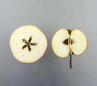 CJH 14-20 æble